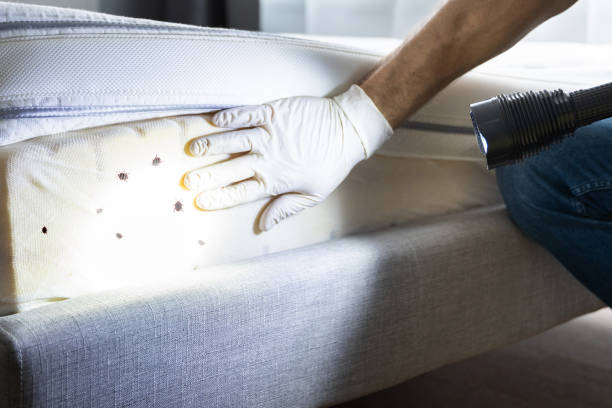 Best Residential Pest Control  in Comfort, TX