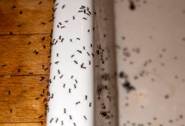 Best Commercial Pest Control Services  in Comfort, TX