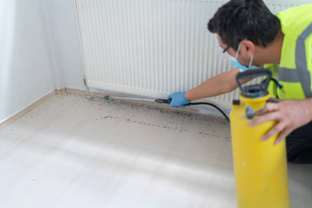 Best Mosquito Control Services  in Comfort, TX