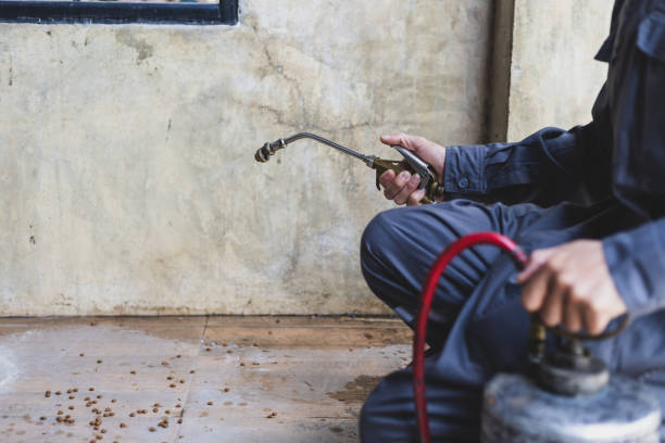 Best Local Pest Control Services  in Comfort, TX